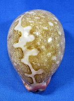 Leporicypraea mappa viridis